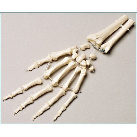 DENOYER-GEPPERT Anatomical Model, Prem Left Hand w/Forearm Loosely Strung SB38-S